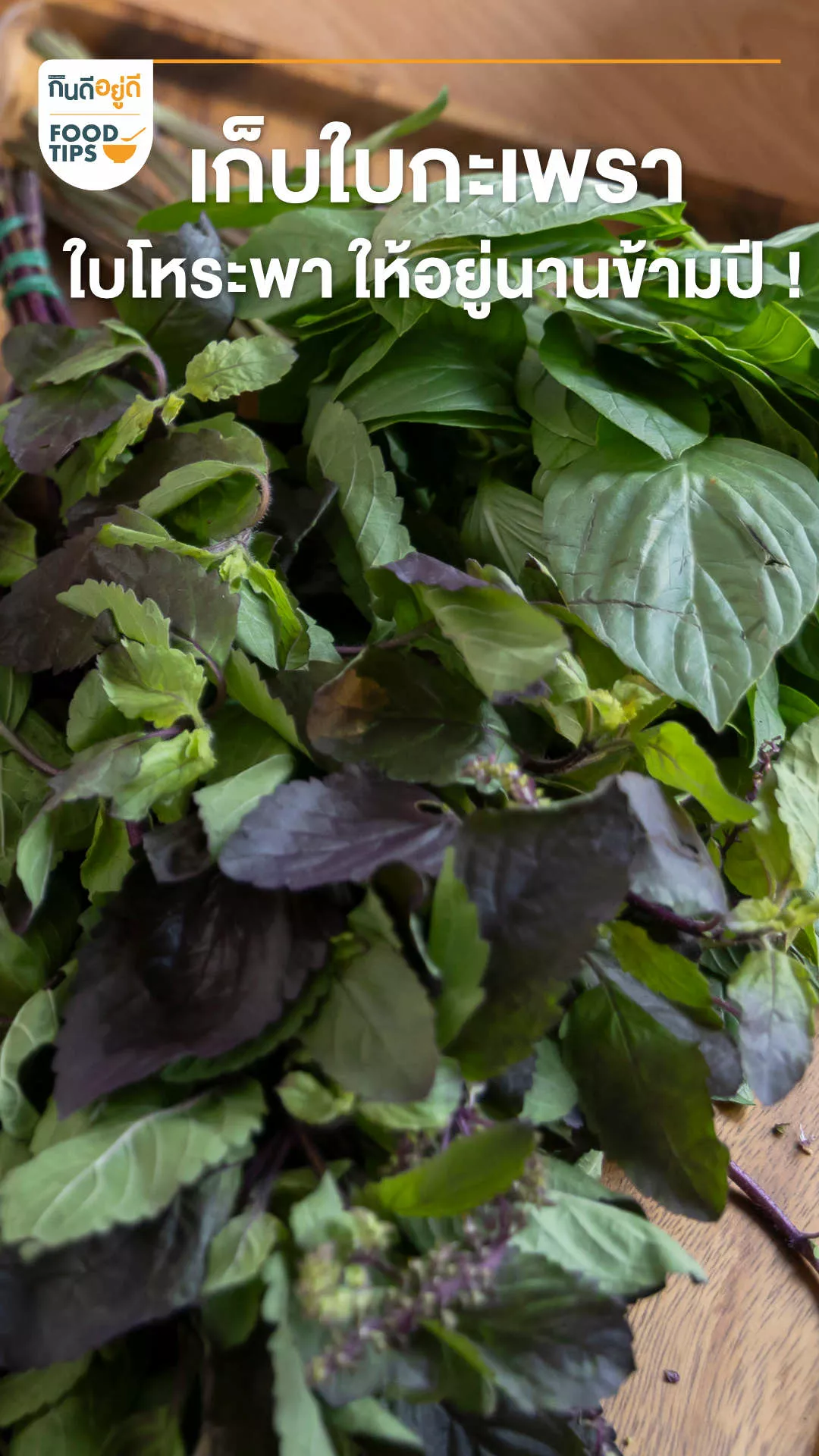 เก็บใบกะเพรา